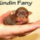 Russkiy Toy Welpen ! Mini-Hunde ! (...